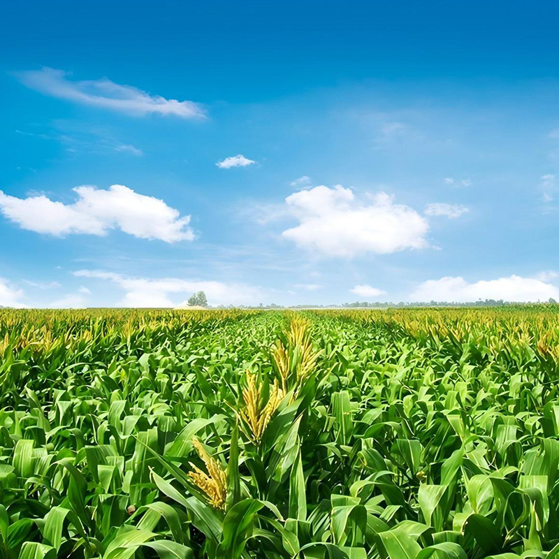 The "Company + Base + Farmer" model ensures source security